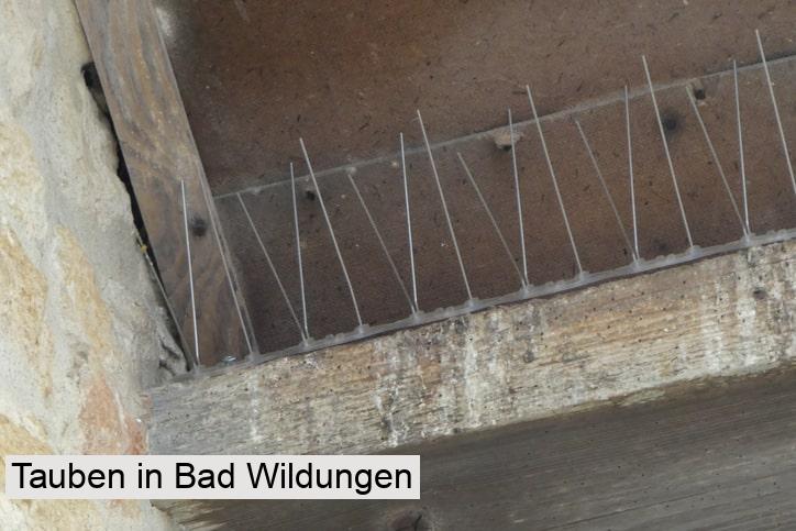 Tauben in Bad Wildungen